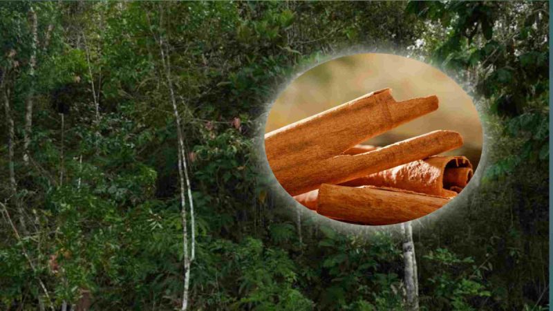 Si Emas Cokelat dari Tanah Tertinggi Sumatra
