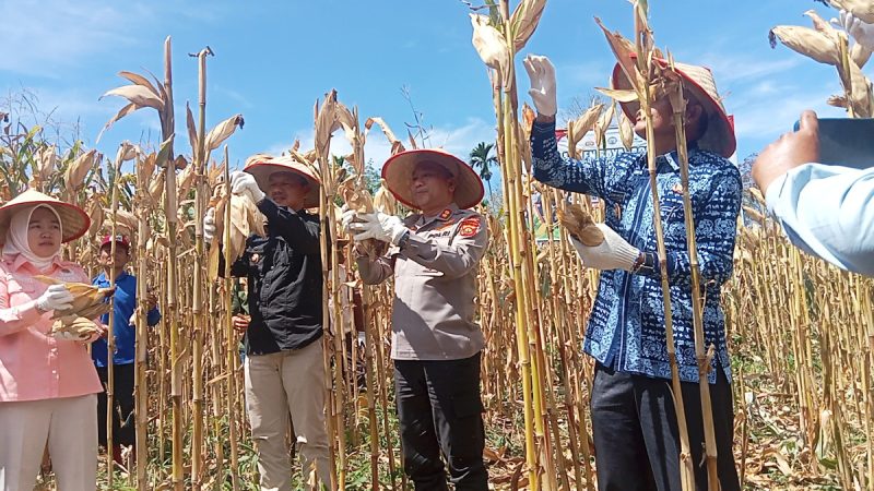 Polres Kerinci Panen Jagung Bareng Wabup dan Wawako